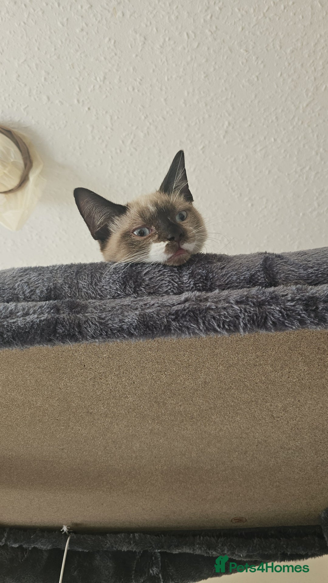 Mixed Breed cats for sale: Snowshoe Kitten Looking For His Forever Home - Image 2