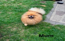 Pomeranian dogs for sale: Very Small Golden🧸Teddy Face Girl - Image 9