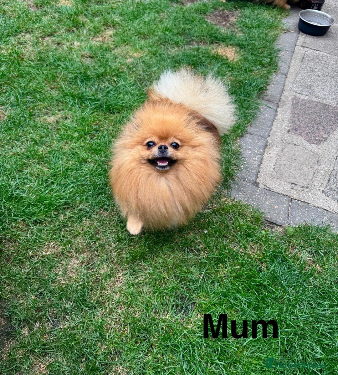 Pomeranian dogs for sale: Very Small Golden🧸Teddy Face Girl - Image 9
