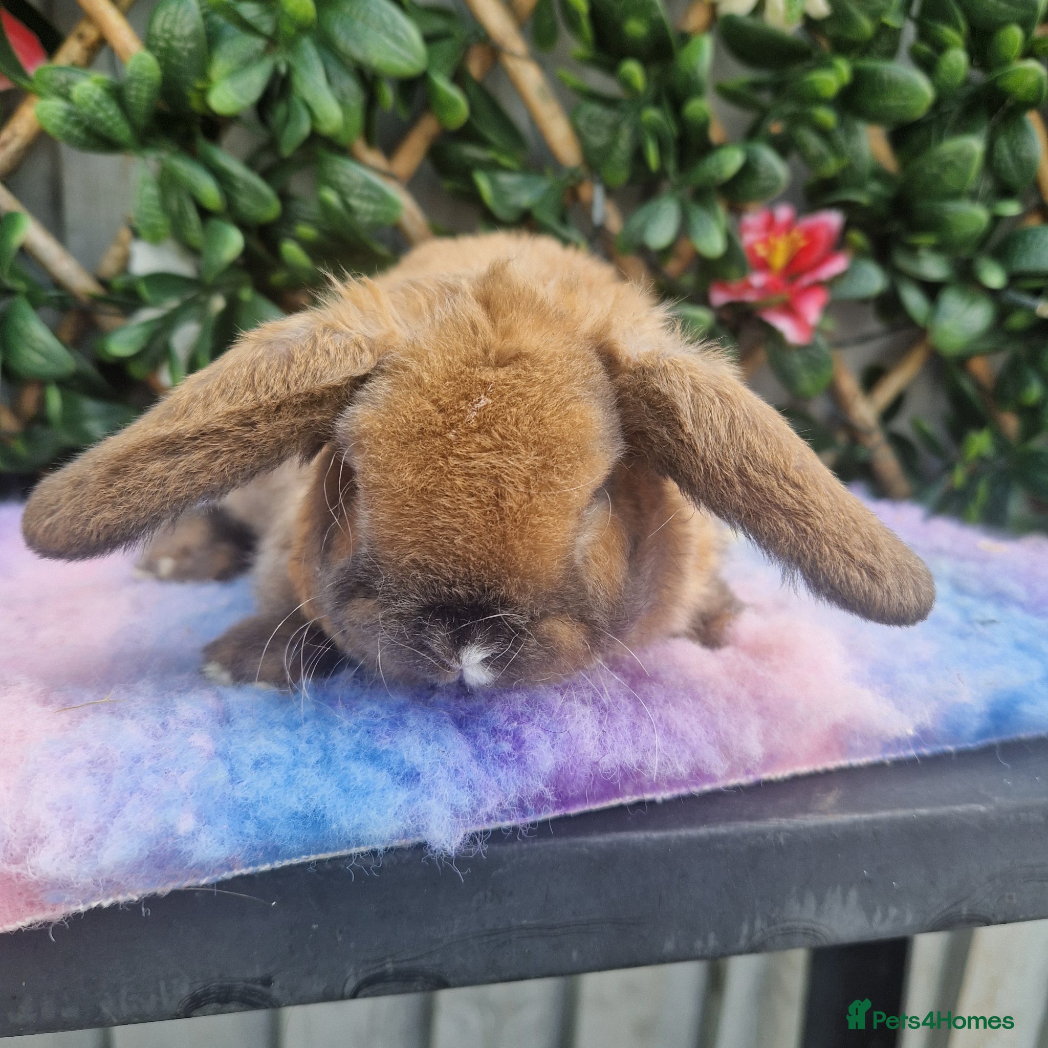 Mini Lop rabbits for sale: Last miniature plush lop baby buck!!! - Advert 1
