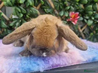Mini Lop rabbits for sale: Last miniature plush lop baby buck!!! - Advert 1