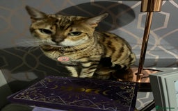 Bengal cats for sale: Female Bengal Cat 6 yrs old - Image 1