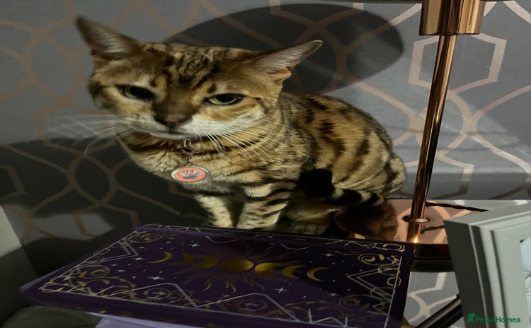 Bengal cats - Advert 1