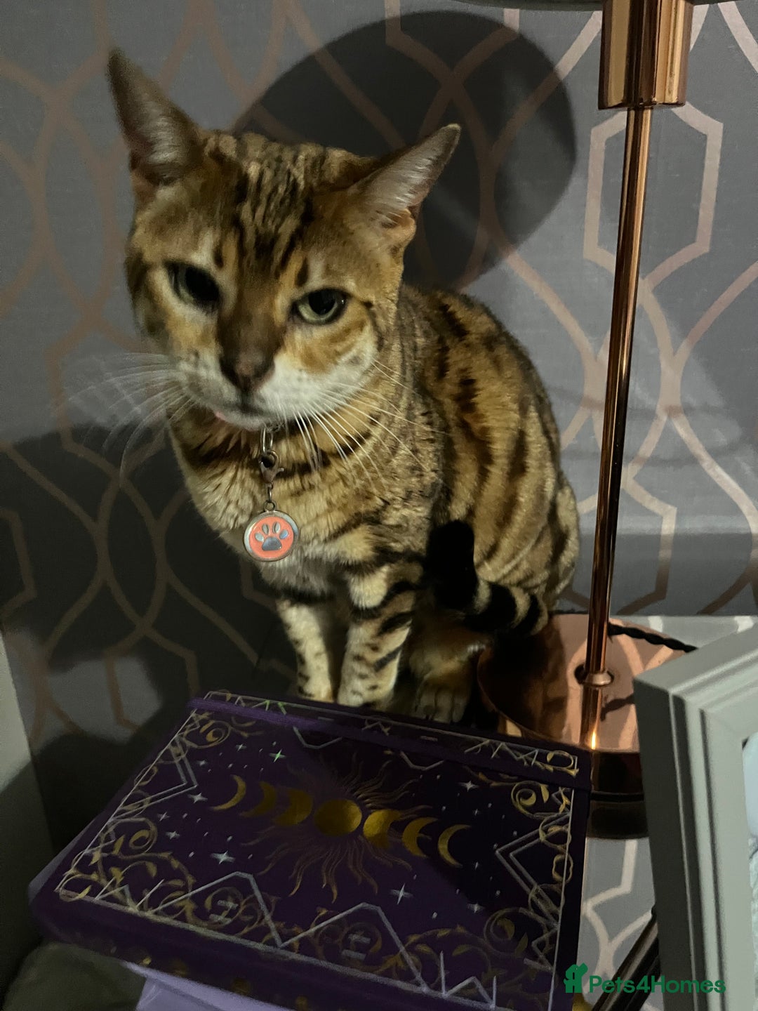 Bengal cats for sale: Female Bengal Cat 6 yrs old - Image 1