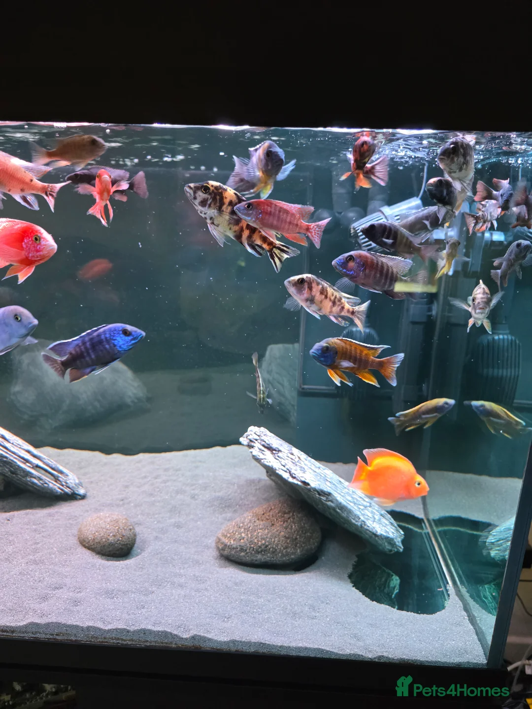 Cichlids fish for sale: 41-42 african chiclids. Peacocks and haps.  - Advert 2