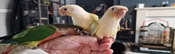 Conures birds for sale: Beautiful fully hand reared conure baby's  - Advert 16