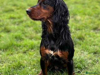 Cocker Spaniel dogs Proven Top Quality Working Cocker STUD DOG in Newcastle upon Tyne - Advert 22