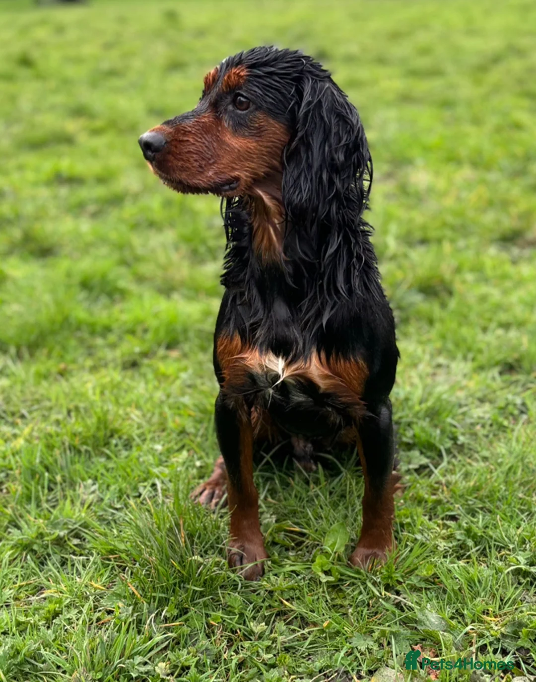 Cocker Spaniel dogs for stud: Proven Top Quality Working Cocker STUD DOG in Newcastle upon Tyne - Advert 2