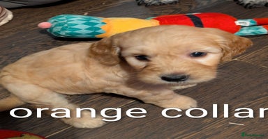 Goldendoodle dogs - Advert 7