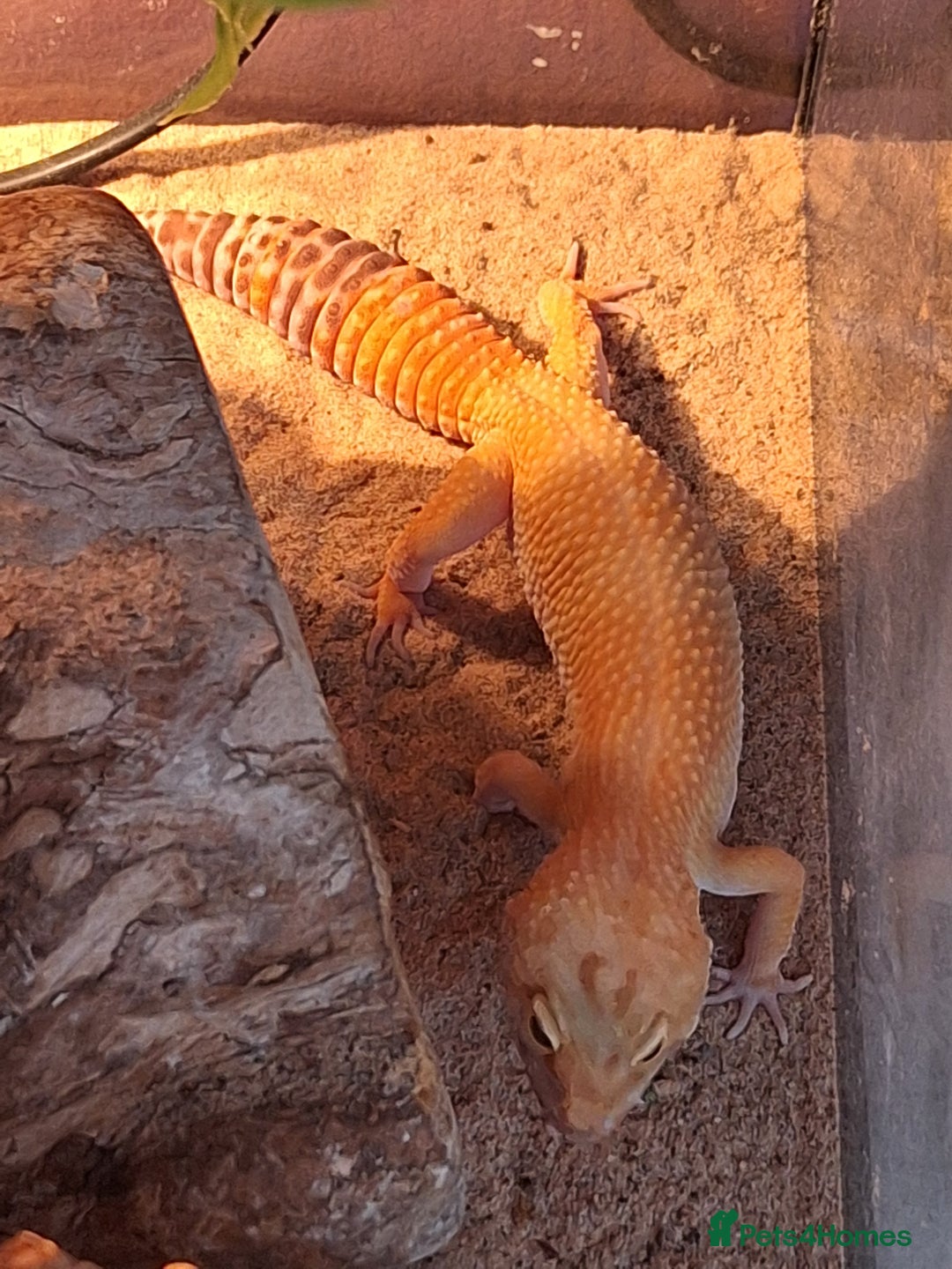 Gecko reptiles for sale: Female leopard gecko - Advert 4