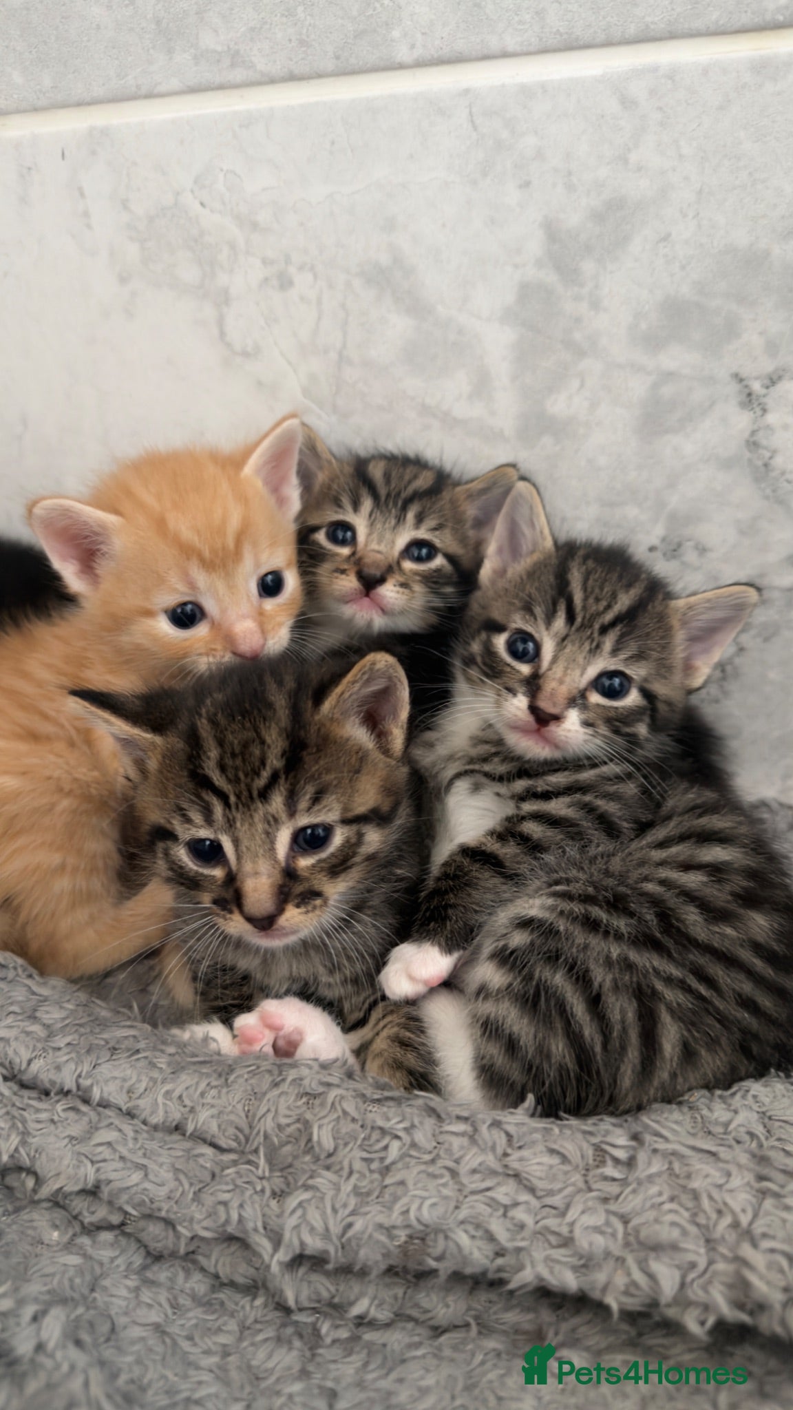Mixed Breed cats Beautiful kittens for sale  - Advert 1