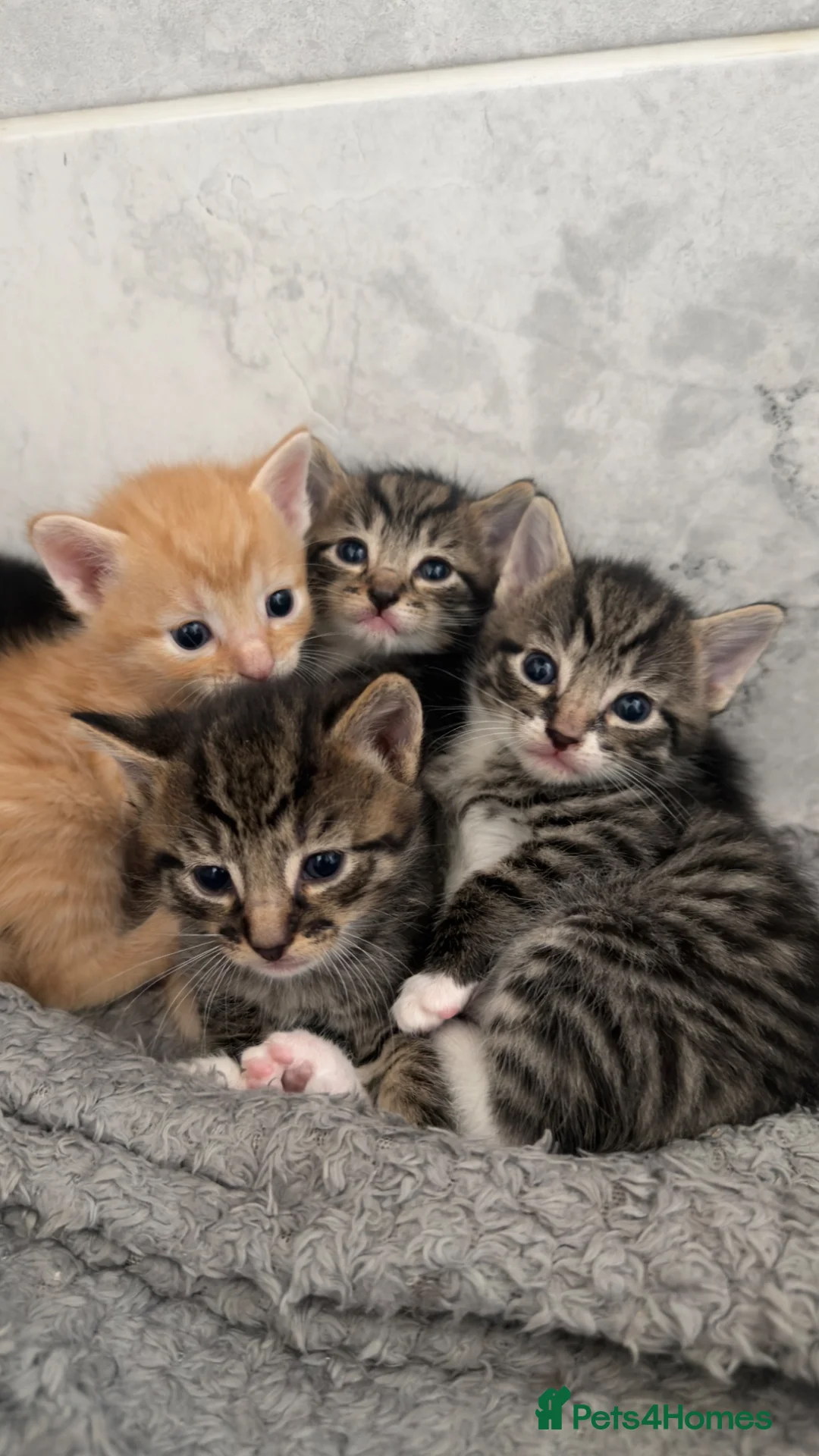 Mixed Breed cats for sale: Beautiful kittens for sale  in Bedford - Advert 1