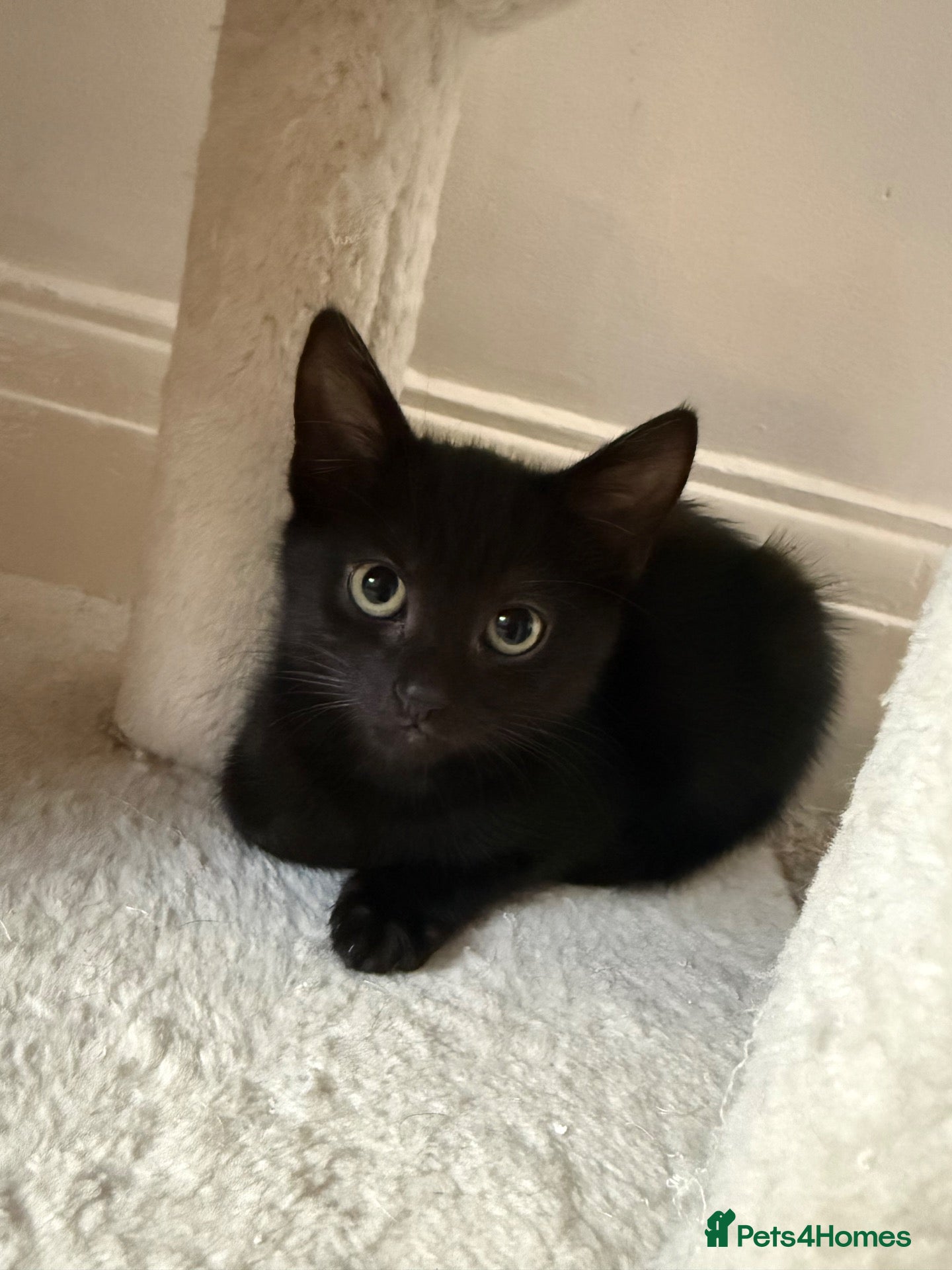 Mixed Breed cats Rome, full black male kitten - Advert 18