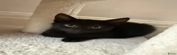 Mixed Breed cats for sale: Rome, full black male kitten - Advert 1