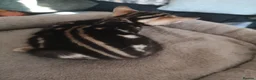 Mixed Breed cats for sale: Half and full Bengal  - Advert 13