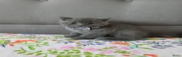 British Shorthair cats for sale: Ready to go British Shorthair kittens  - Advert 22