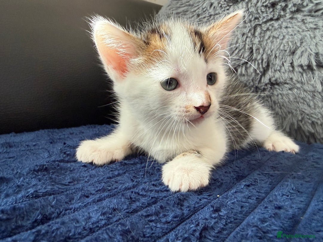 Mixed Breed cats for sale: Adorable Kittens Ready for Their Forever Homes!  - Image 22