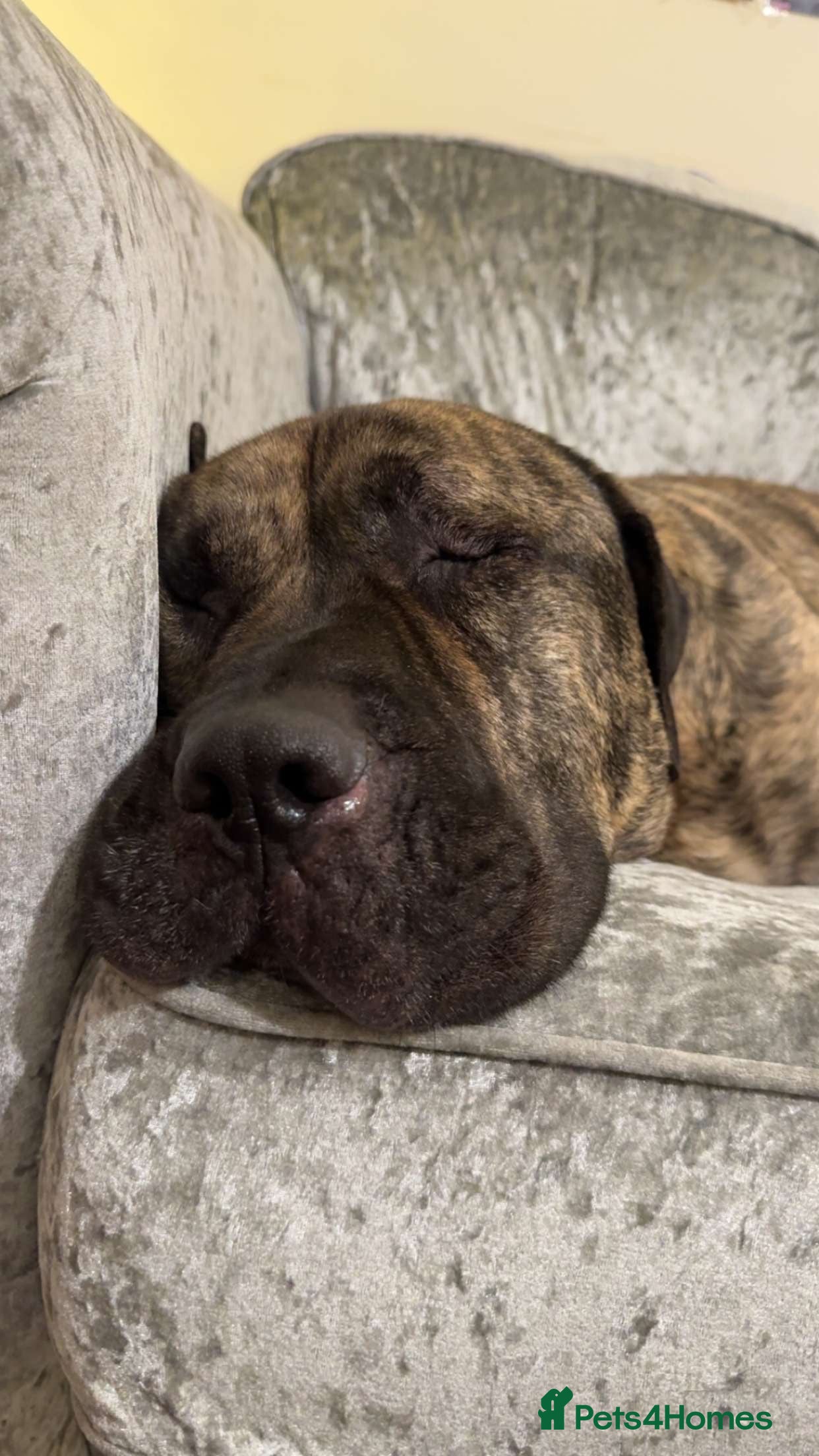 Presa Canario dogs Loving presa canario - Advert 3