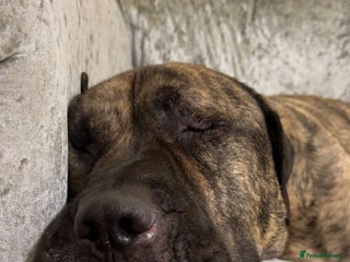 Presa Canario dogs Loving presa canario - Advert 3