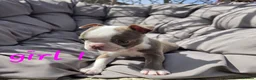 Boston Terrier dogs for sale: Beautiful baby bostons  - Advert 18