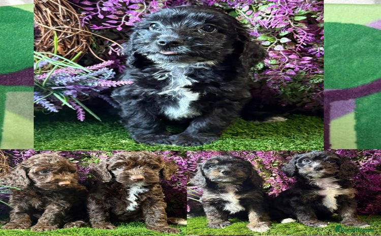 Cockapoo dogs - Advert 2