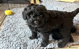 Australian Labradoodle dogs for sale: Stunning Genuine Australian Labradoodles  - Image 5