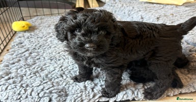 Australian Labradoodle dogs - Advert 2