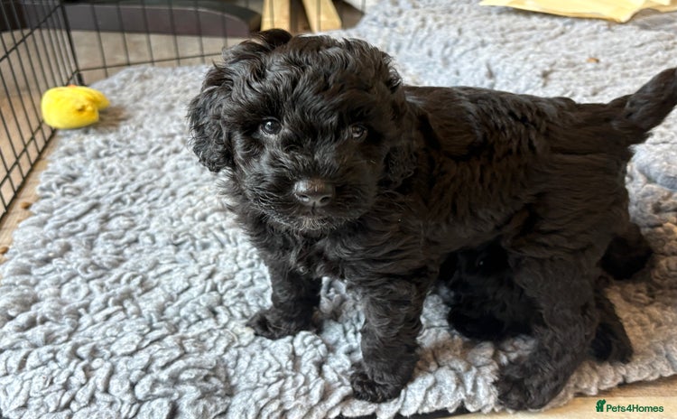 Australian Labradoodle dogs - Advert 1