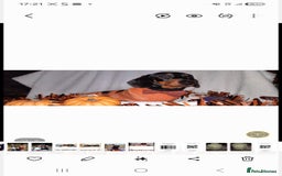 Dachshund dogs for stud: Stud dog - Image 6