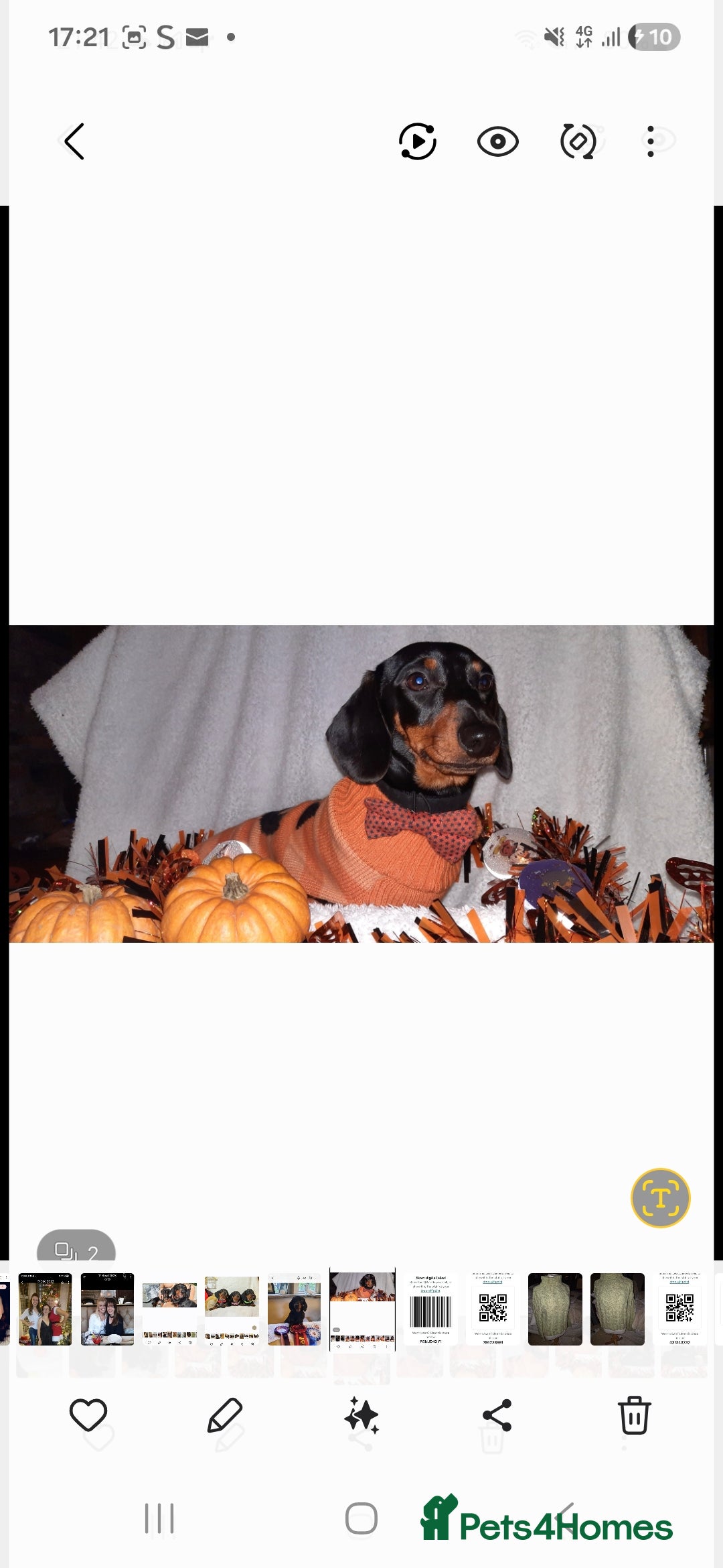 Dachshund dogs for stud: Stud dog - Image 6