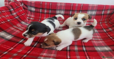 Mixed Breed dogs - Advert 16