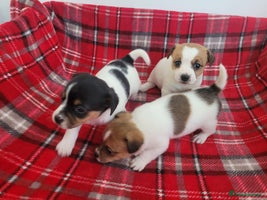 Mixed Breed dogs - Advert 16