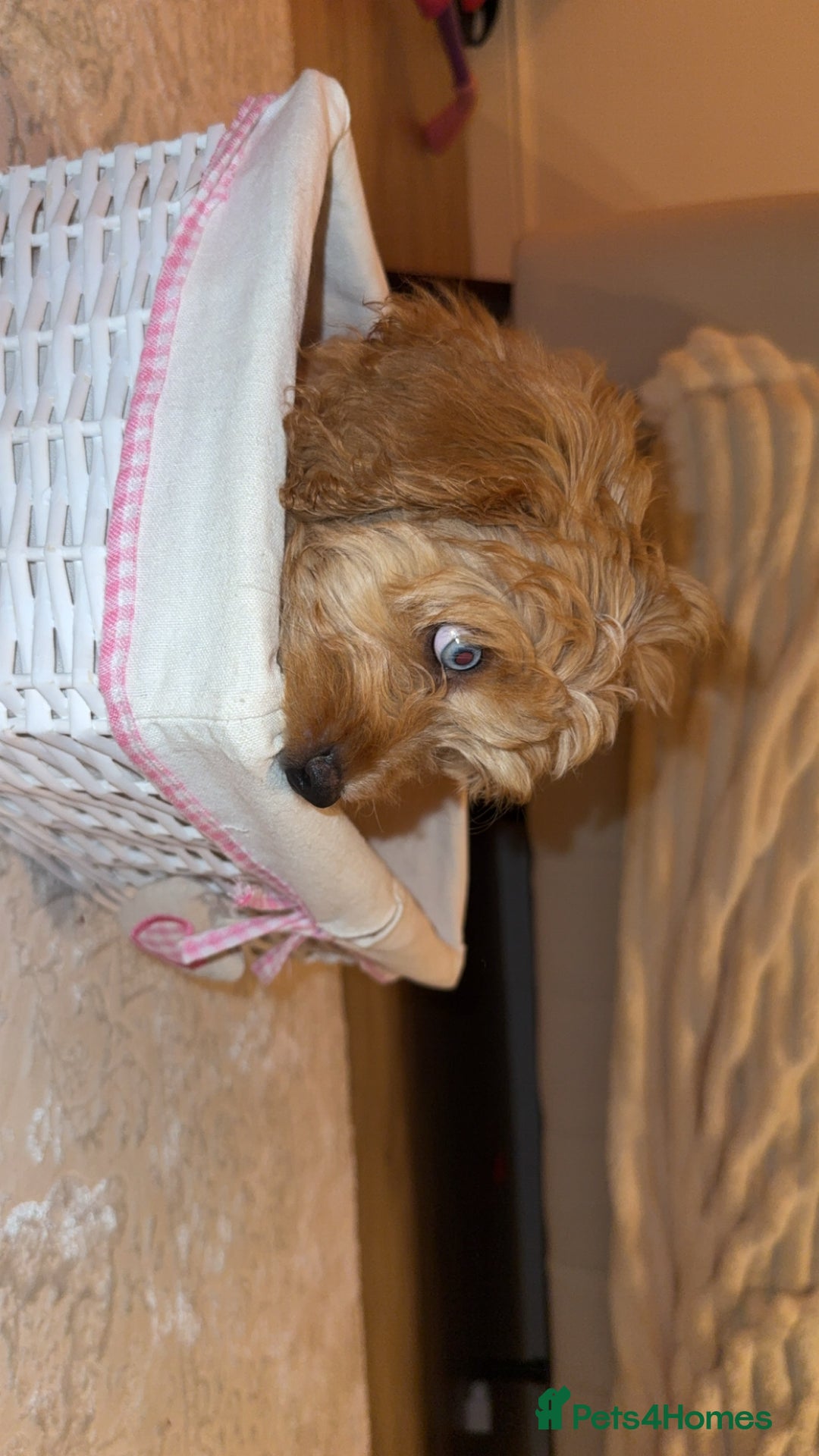 Cavapoo dogs for sale: F1 Cavapoo’s 2 females (sisters)  - Image 2