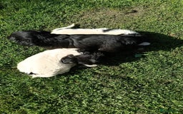 Mixed Breed dogs for sale: Three Springer Spaniel/Spitz Mittel Puppies  - Image 5