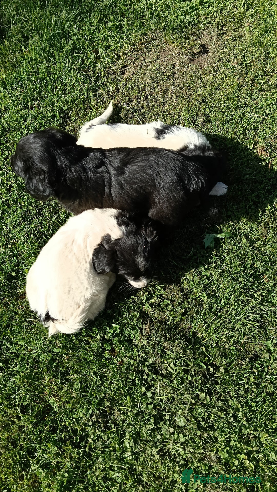 Mixed Breed dogs for sale: Three Springer Spaniel/Spitz Mittel Puppies  - Image 5