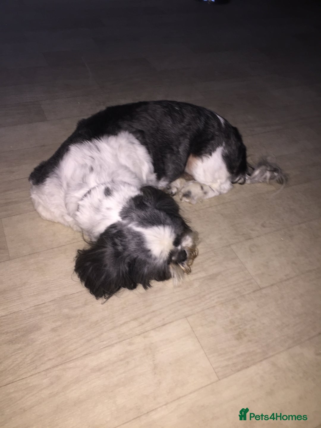 Lhasa Apso dogs for sale: 10 Month old black and white Lhasa apso girl - Advert 2