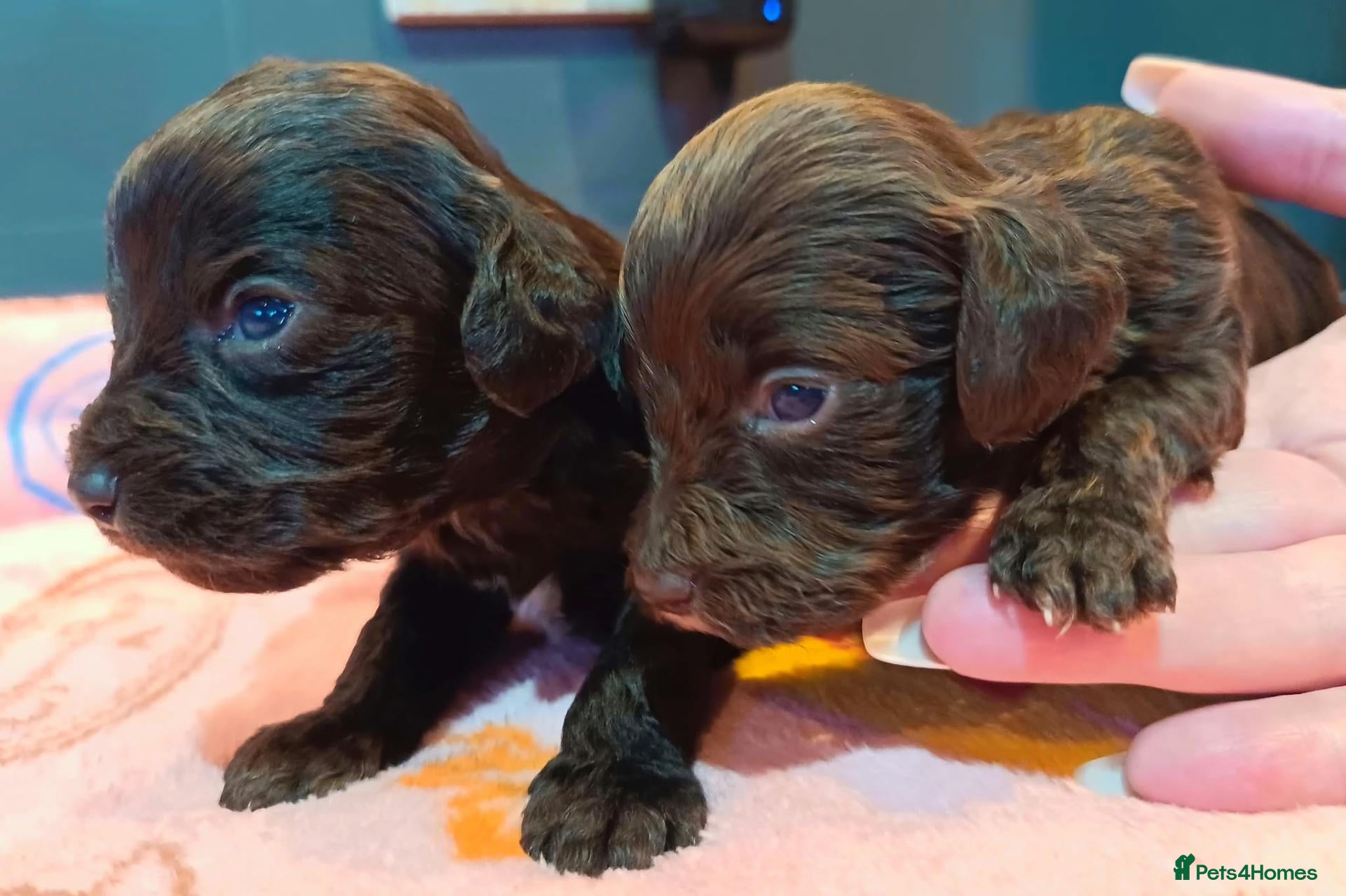 Cockapoo dogs 7 Stunning Cockapoo Puppies Seeking Loving Home's  - Advert 1