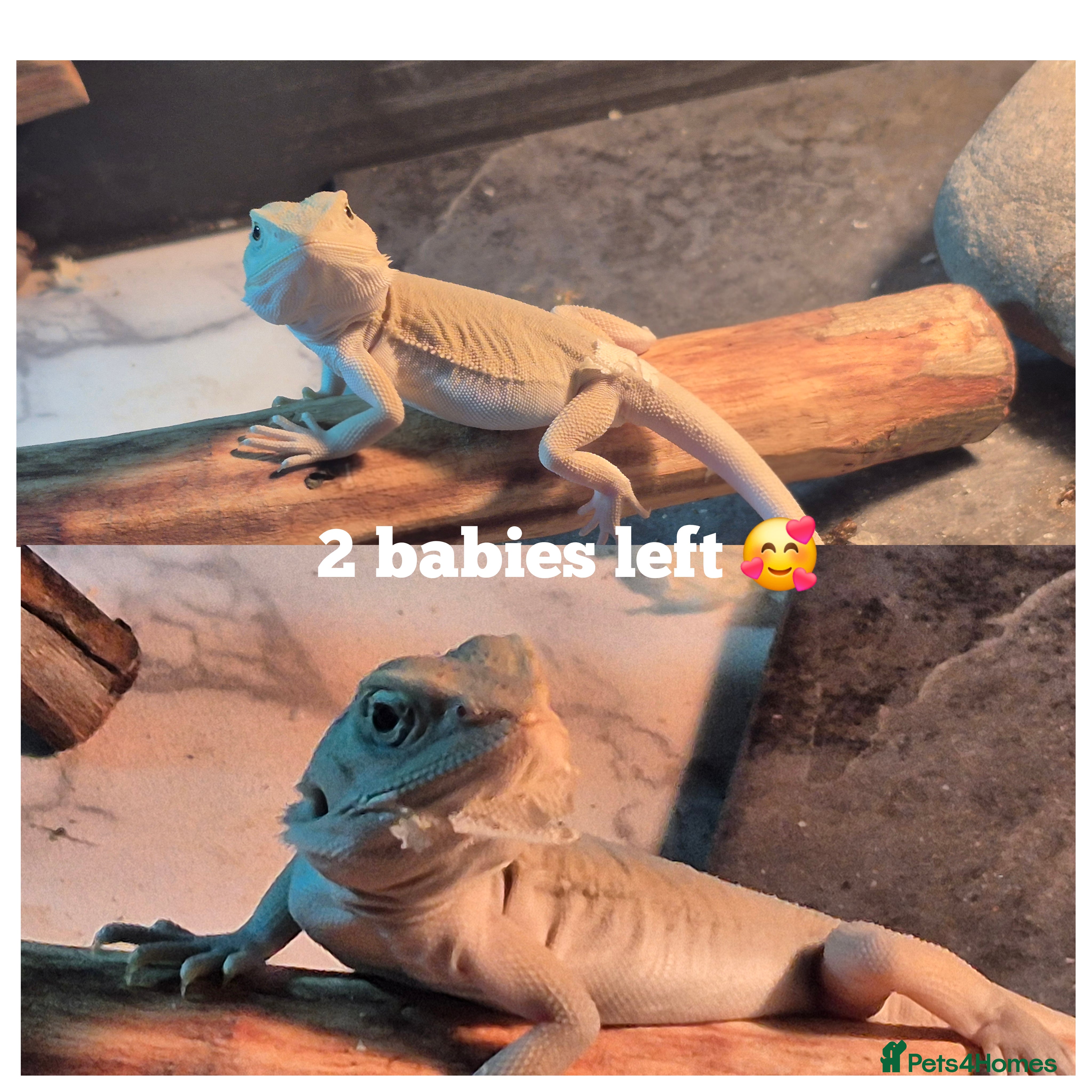Bearded Dragon reptiles Bearded dragons  babies  - Advert 1