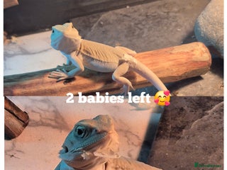 Bearded Dragon reptiles Bearded dragons babies - Advert 7