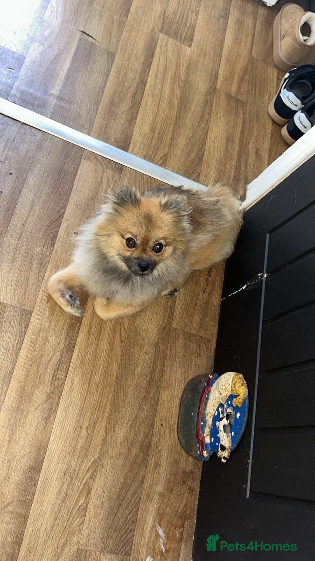 Pomeranian dogs for sale: Beautiful girl POM - Image 2