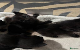 Siamese cats for sale: Half Siamese kittens  - Image 5