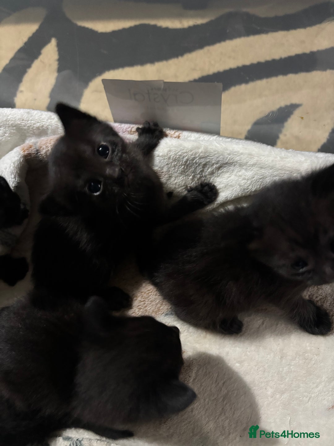 Siamese cats for sale: Half Siamese kittens  - Image 5