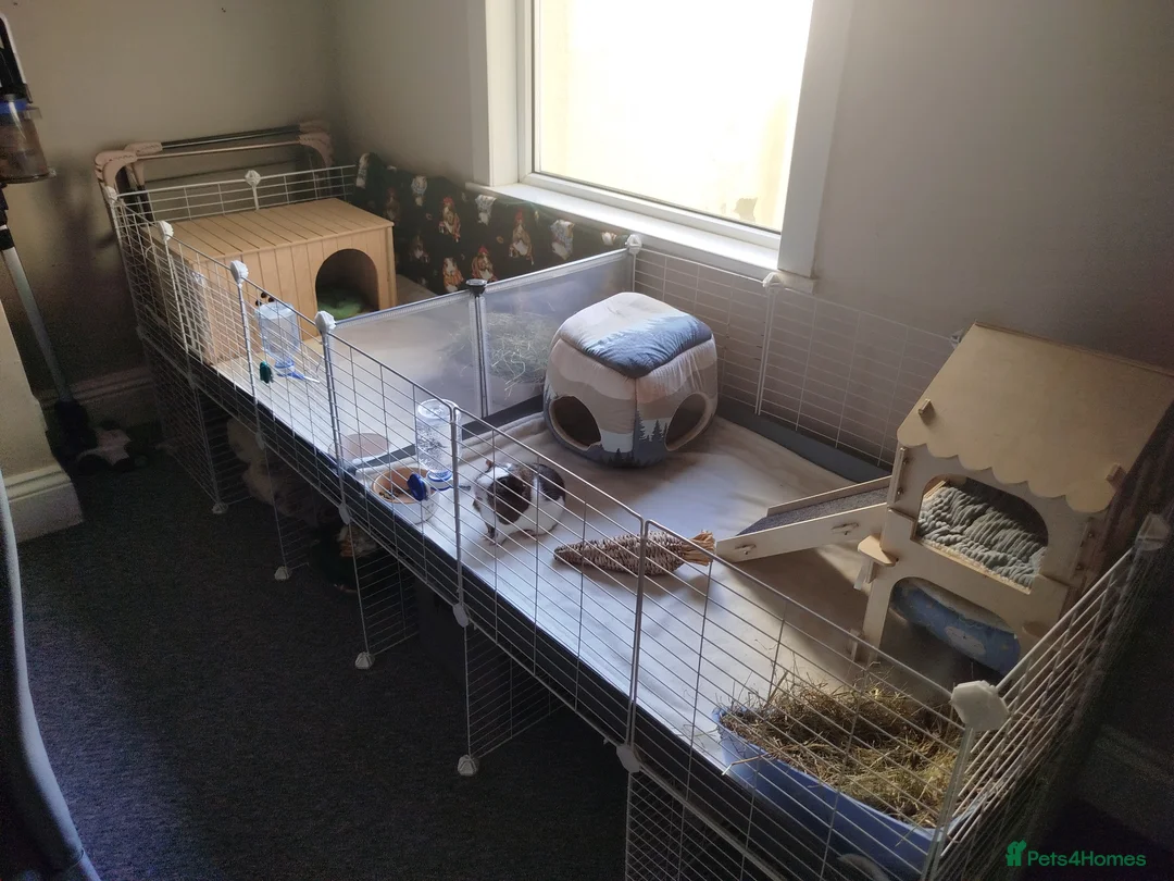 Guinea Pig rodents for sale: 2 Boar Guinea Pigs - Advert 1