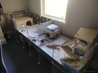 Guinea Pig rodents 2 Boar Guinea Pigs - Advert 4