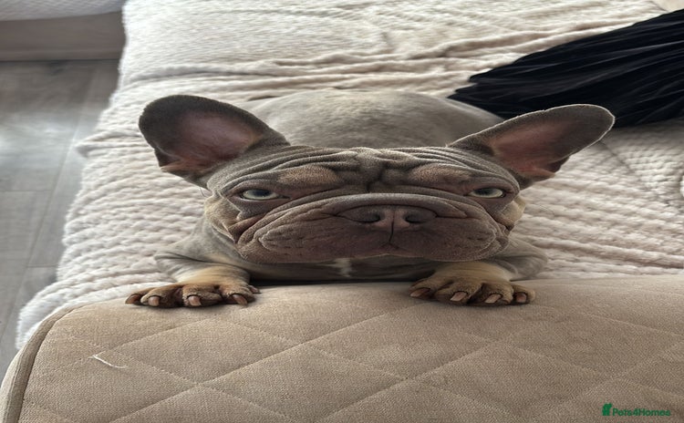 French Bulldog dogs - Advert 1