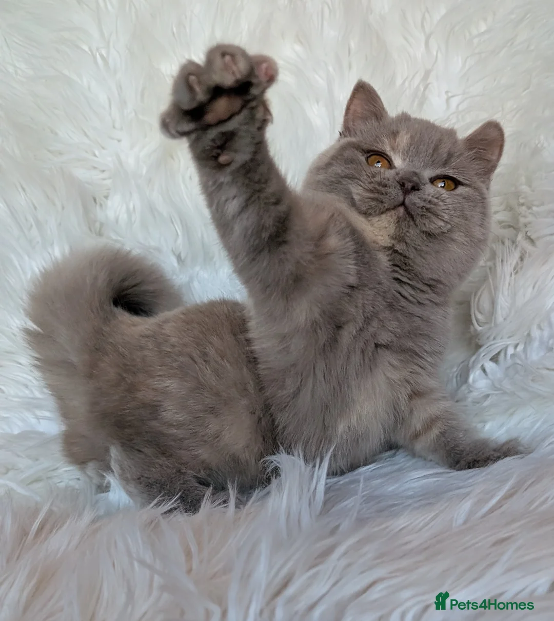 British Shorthair cats for sale: Gorgeous lilac tortie girl please read advent  - Advert 11
