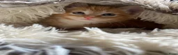 Mixed Breed cats for sale: Adorable Ginger Kitten Ready For A New Home🏡 - Advert 5