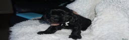 Cocker Spaniel dogs for sale: KC Reg Show Type Cocker Spaniel Puppies - Advert 7