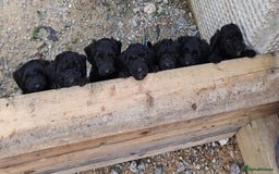 Bordoodle dogs for sale: Borderdoodle  Free five weeks insurance  - Image 4