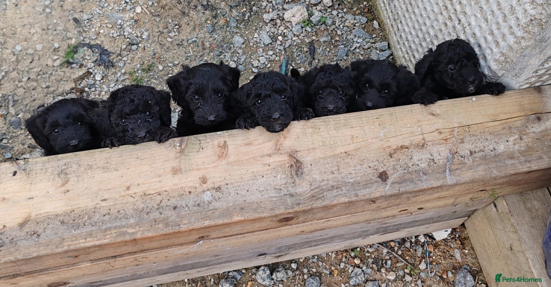 Bordoodle dogs for sale: Borderdoodle  Free five weeks insurance  - Image 4